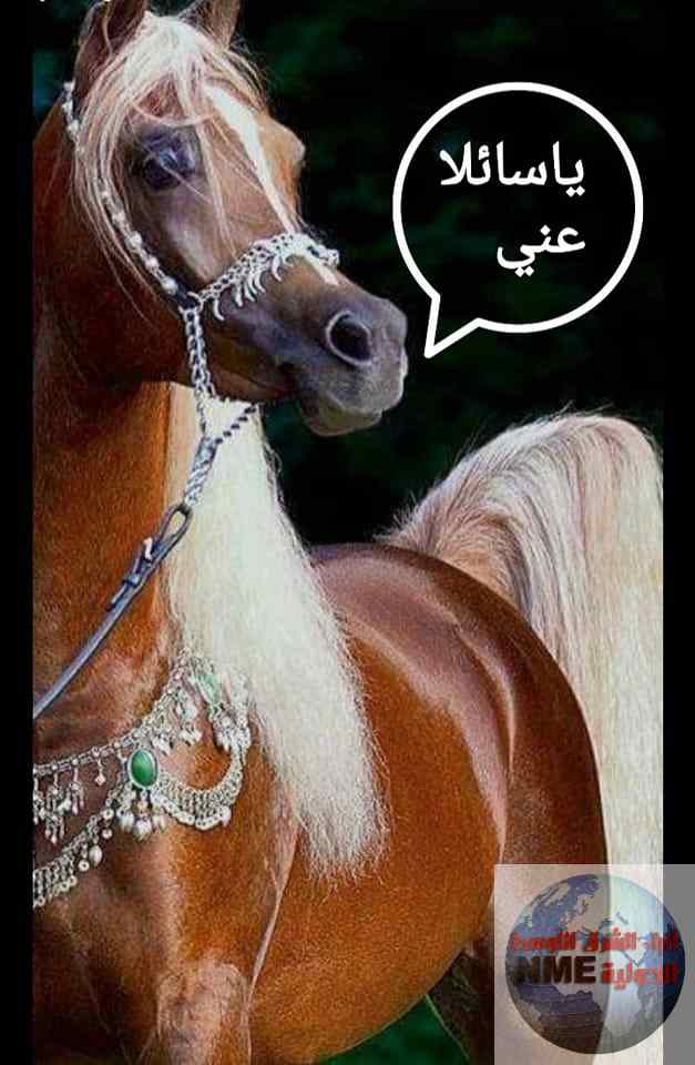 ياسائلا عني