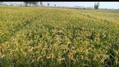 FB IMG 1650235319247