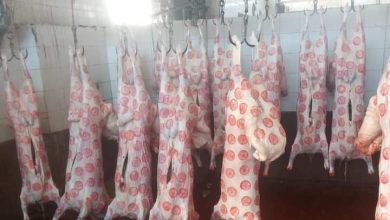 ذبح الأضاحي بالمجان بمجازر الغربية خلال أيام عيد الأضحى المبارك