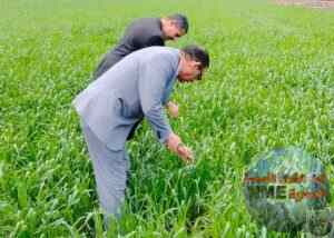 وكيل وزارة الزراعة بالبحيرة يتفقد محصول القمح بمركز دمنهور